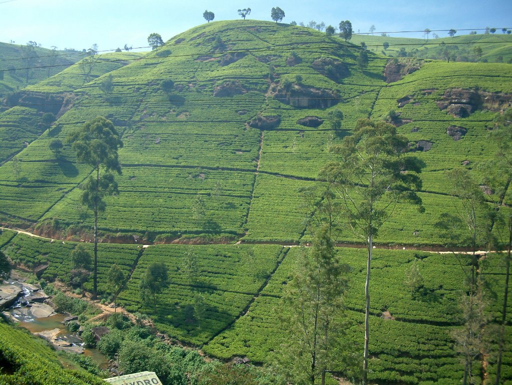 08-Tea plantations.jpg - Tea plantations